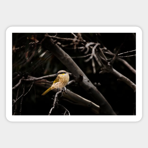 Singing Honeyeater_VOA8137 Sticker by seadogprints